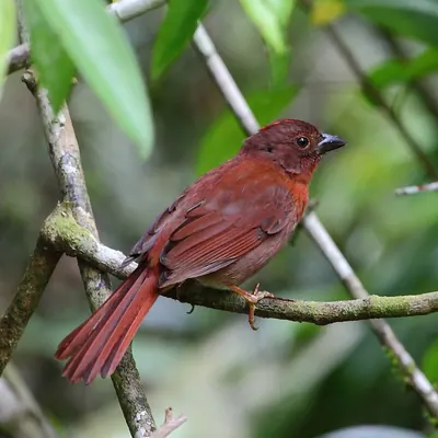 Red-crowned Ant-tanager