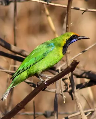 Golden-fronted Leafbird