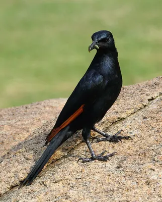 Red-winged Starling