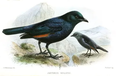 Waller's Starling