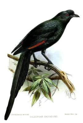 Bristle-crowned Starling