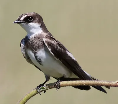 Hirondelle à collier