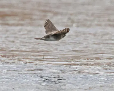 African Sand Martin