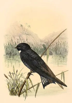 White-bibbed Swallow