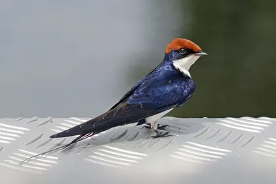 Wire-tailed Swallow