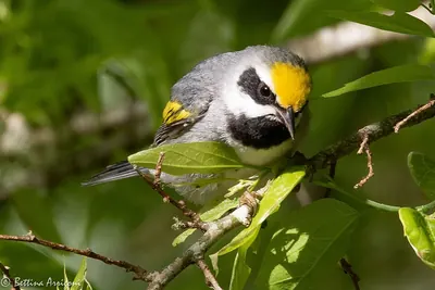 Golden-winged Warbler