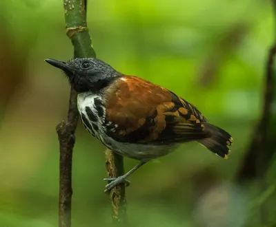 Spotted Antbird