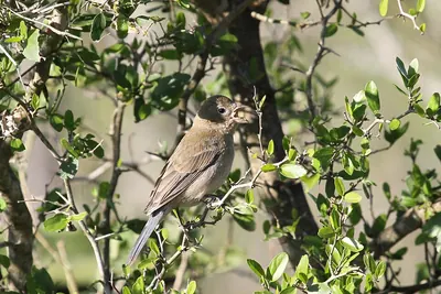 Varied Bunting