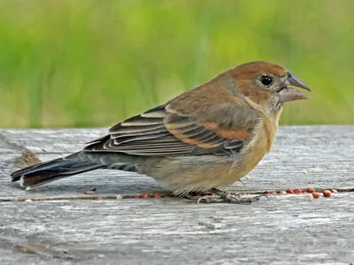 Blue Grosbeak
