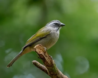 Grünschwingensaltator
