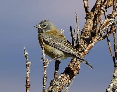 Grey-hooded Sierra Finch
