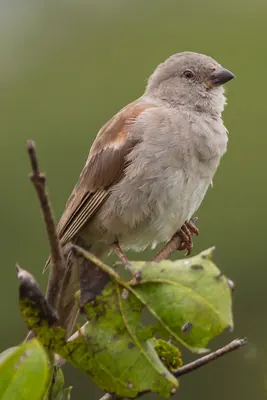 Northern Grey-headed Sparrow