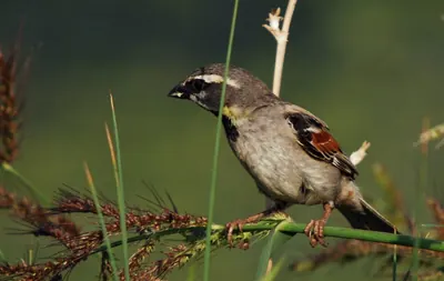 Dead Sea Sparrow