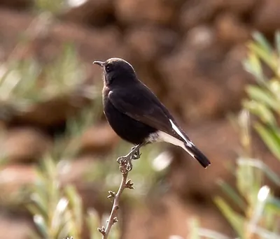Black Wheatear
