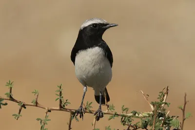 Eastern Pied Wheatear