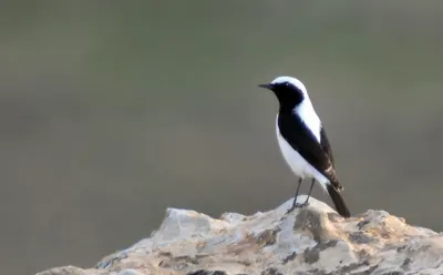 Finsch's Wheatear