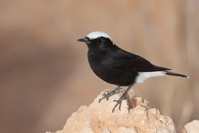 White-crowned Black Wheatear