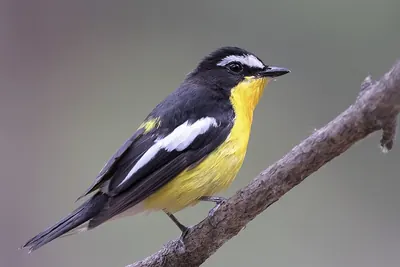 Yellow-rumped Flycatcher