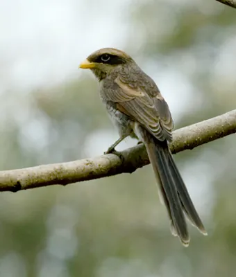 Yellow-billed Shrike