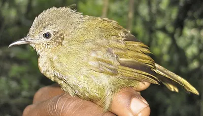 Grauer's Warbler