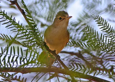 African Reed Warbler