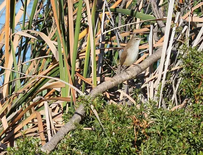 Lesser Swamp Warbler