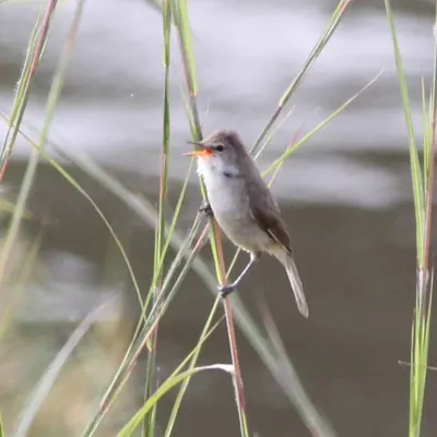 Greater Swamp-Warbler