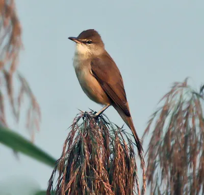 Clamorous Reed Warbler