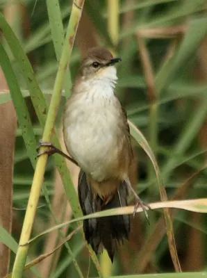 African Bush-Warbler