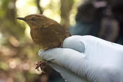 Cameroon Scrub-warbler