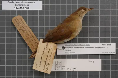 Bracken Warbler