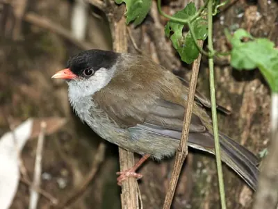 Bush Blackcap