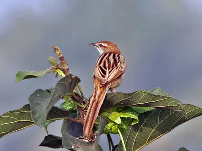 Striated Grassbird