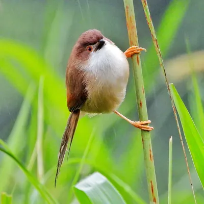 Yellow-eyed Babbler