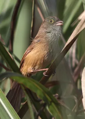 Jerdon's babbler