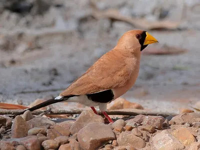 Masked Finch