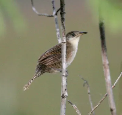 Zapata Wren