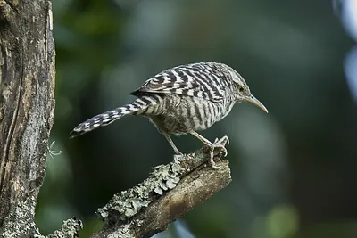 Fasciated Wren