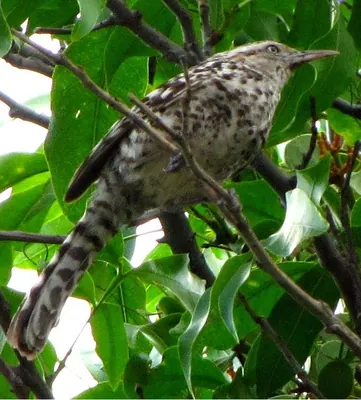 Stripe-backed Wren