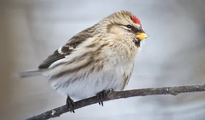 Common Redpoll
