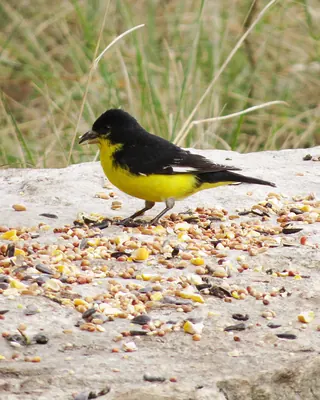 Lesser Goldfinch