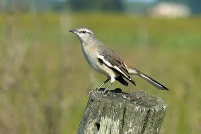 Moqueur à ailes blanches