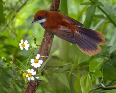 Abanico de Palaos