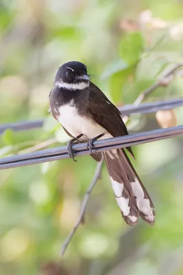 Malaysian Pied Fantail