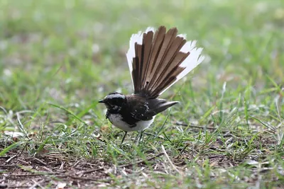 White-browed Fantail