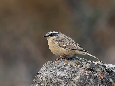 Brown Accentor