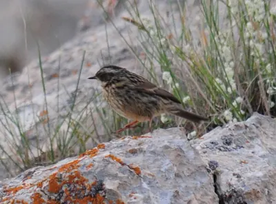 Radde's Accentor