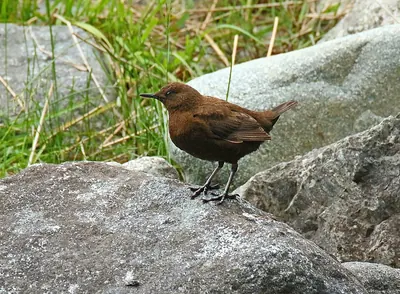 Brown Dipper