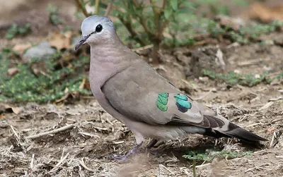 Emerald-spotted Dove