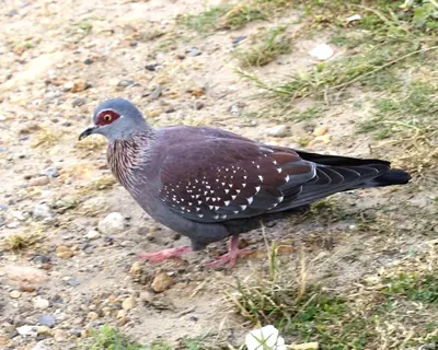 Speckled Pigeon